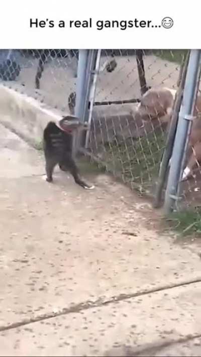 The cat woke up n chose violence that day 😂😂😂
