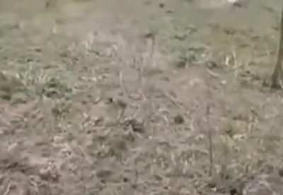 Unsuccessful hunt