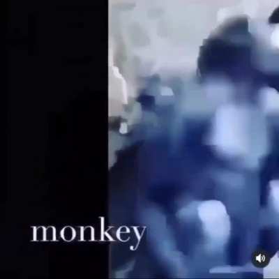 m-m-...macaco???