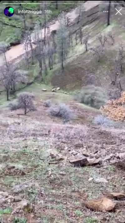 Fuck this tree (found on r/Wellthatsucks)
