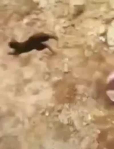 Gato cai no outro buraco