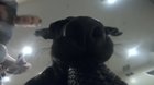 doggo steals GoPro
