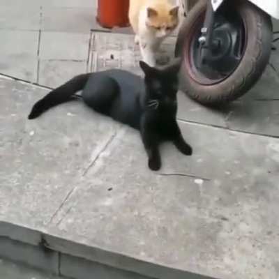 Cat gets caught cheating by significant other