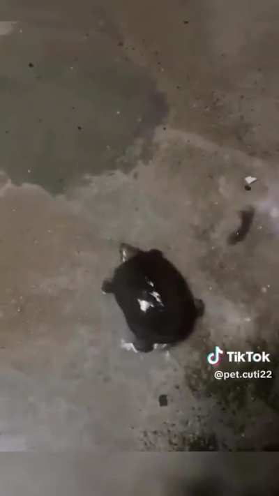 Para alegrarles el día:)