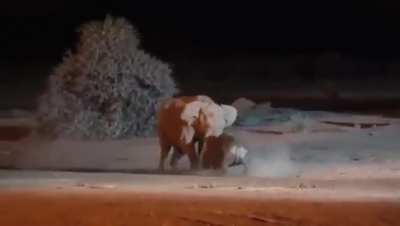 Rhino vs Elephant