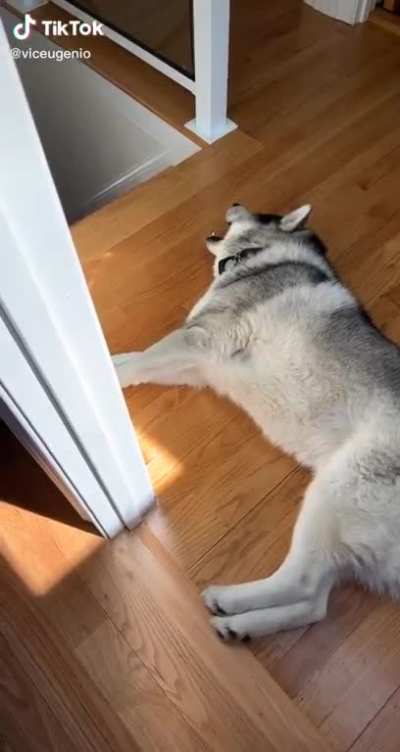 Sirenhead? No, Siren-DOG