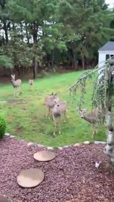 Howdy, neighbor.