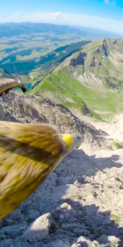 Eagle POV
