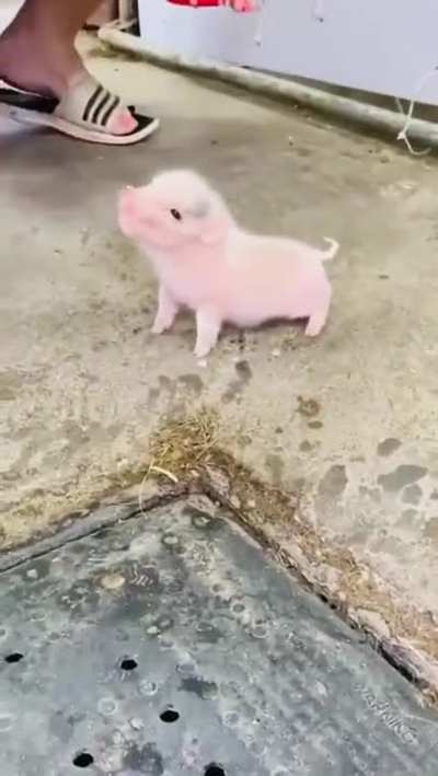 He’s so tiny 😭