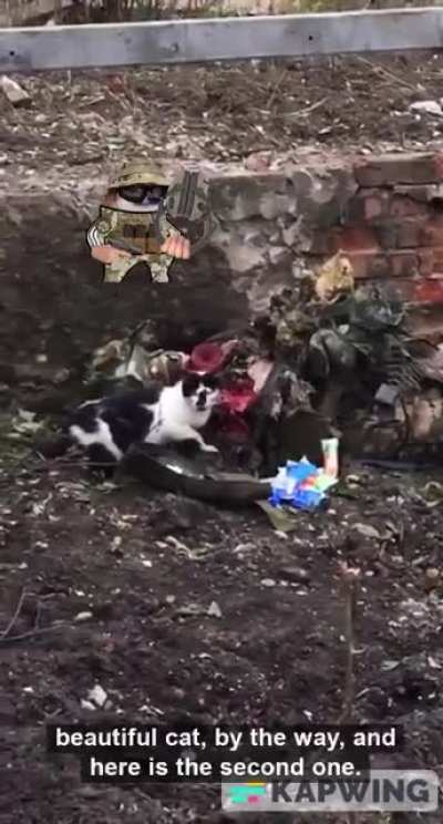 Kitty having a snack🐈