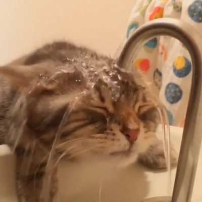 There's got to be a better way, kitty.