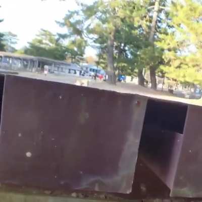 The deer is a ninja