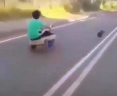 pollo reculiao