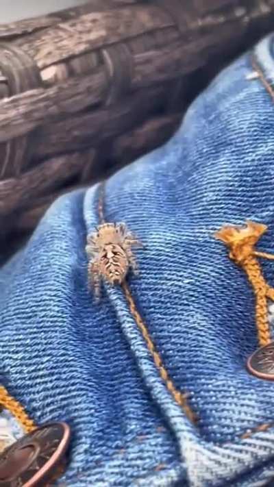 Long Game Jumping Spider