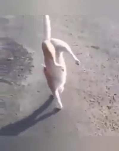 😸