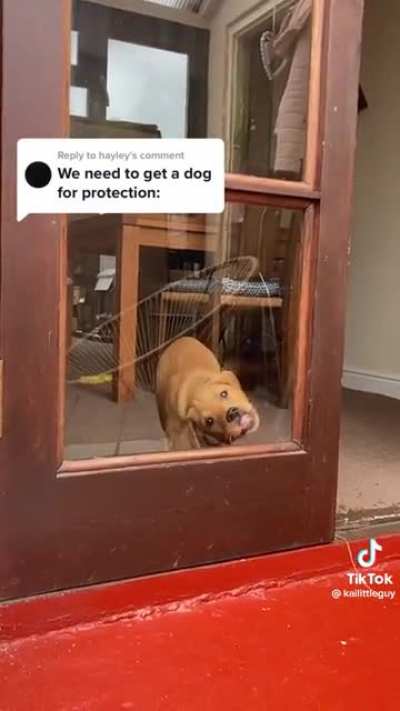 This lil pup will surely keep the boys out the yard