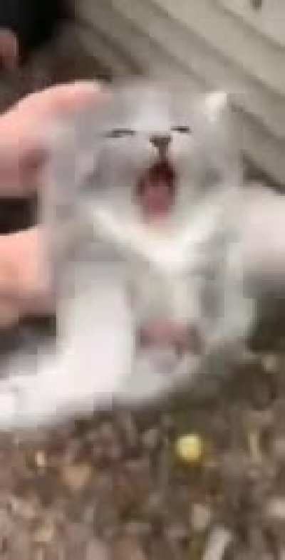 MIAAAẠ̶̧̣̟̭̱͕̓̄͗̚Ä̸̤̺̰̠͖́A̴̢̻͙̳̭̜̟͚͋̌̐́̊Ã̸̧͖̘͎̖̘̦̝͓͝A̷̻̅̔A̶̛̦̯̖̙͖̖̯͈͍͌́̈́̀̕A̷̼̭̖͌̊̾̇Ä̷͈͈̱͓̺͇͚́́̕A̶̢͚̠̺̞̟̥̣̻̺͂̆͊͠͠Á̵̡̮͔̫̮̘͇͖̳̐͌̑̇̓́̓͌̕Ą̴̢͙̠̰̖̩̱̺̻̅͋̍́̚Ă̵̟Ȁ̴̛͙͙̈́̈́͗͂̏Ǎ̴̺̍̽̏̇̀̀͘A̵͓̪͈͇̺͖̻̦͘