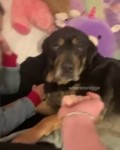 Doggo
