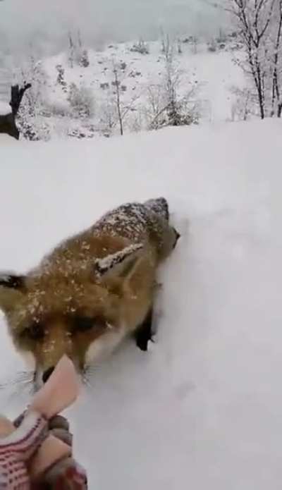 Feeding a cute fox
