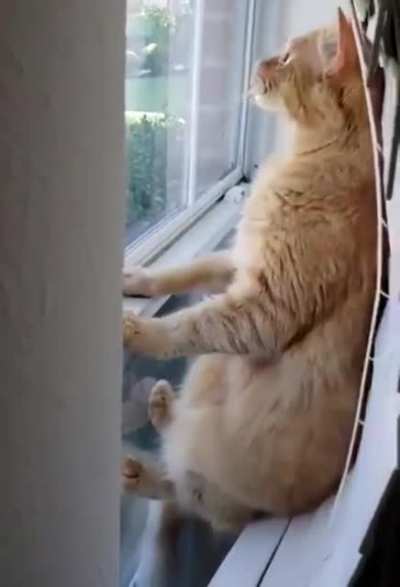 He figured out how to see over the hedges