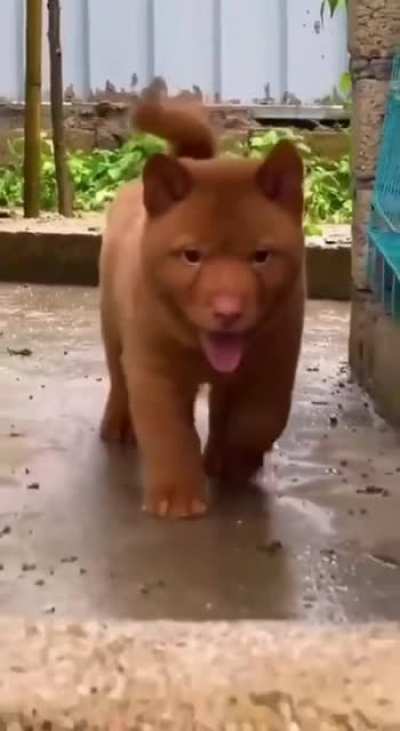 Cat Dog Other