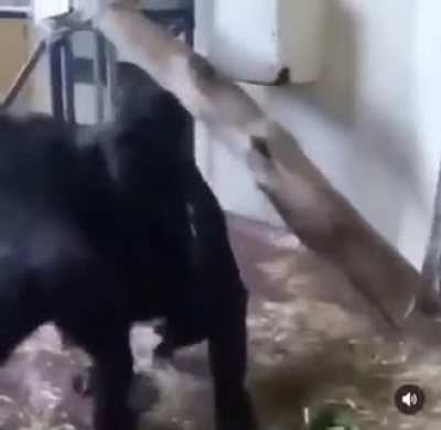 PLAYING MONKEY