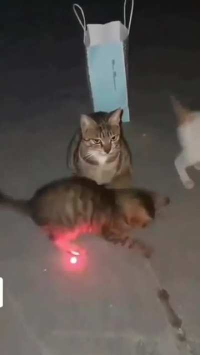 This cat belongs here!