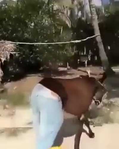Bojack Horseman IRL