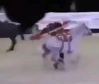 Ambulance horse at your service