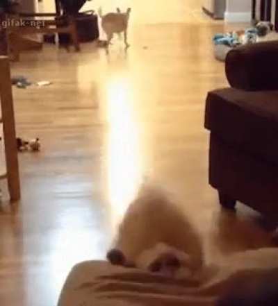 Doggo vs. Couch (ROUND 1)