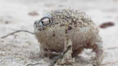 Don't mess with an angry Desert Rain Frog