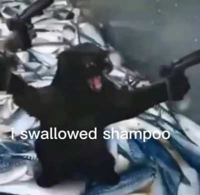 No Shampoo