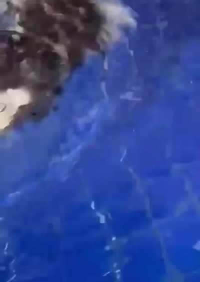 someone doesn't know how to swim 😹🐶