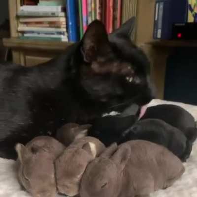 Long eared kittens