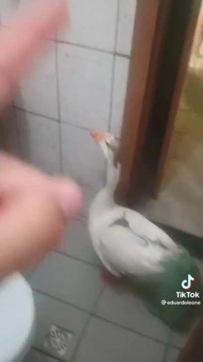 saiu cabisbaixo
