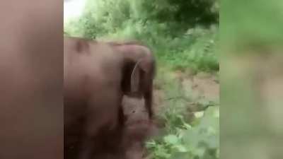 🔥 Cute baby elephant enjoying his day