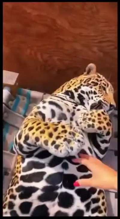 Spotted belly rubs.