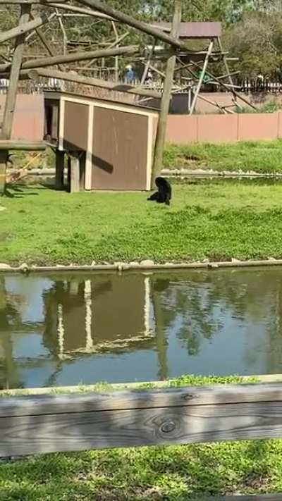 At the zoo, I found some siamang apes. You can guess how that went.