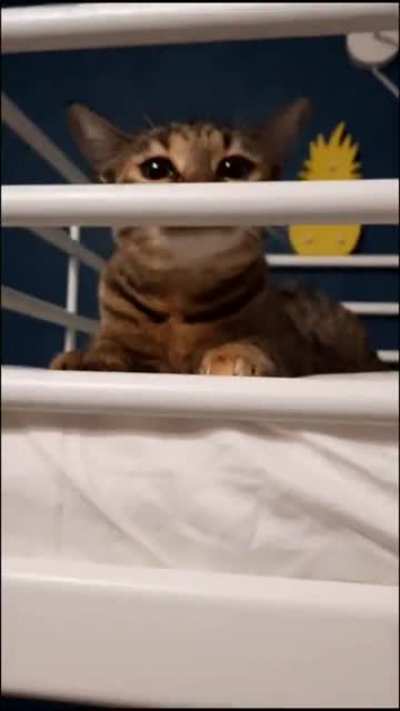Apex predator