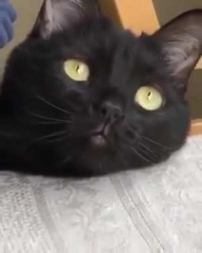 Meow_IRL