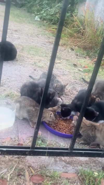 Busco gente que quiera adoptar un gatito (ciudad de Buenos Aires)