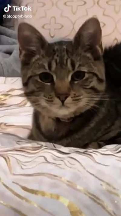 Get this cat some food god damnit