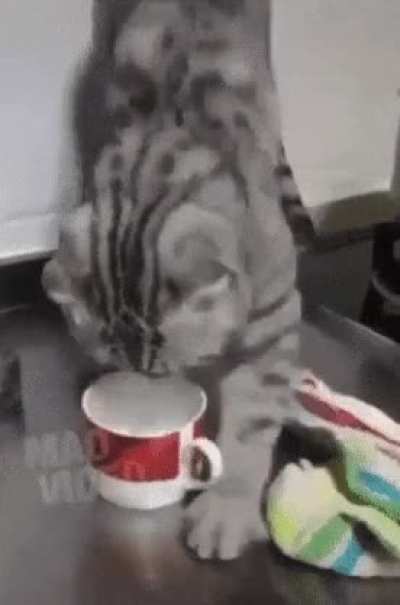 Котэ решил полак<wbr>омить<wbr>ся перцем чили