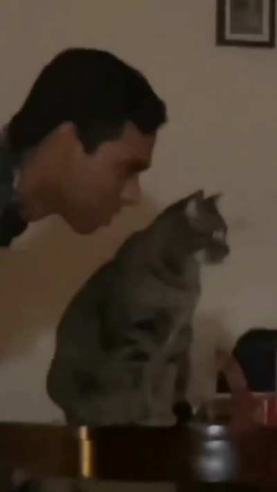 Human vs Cat
