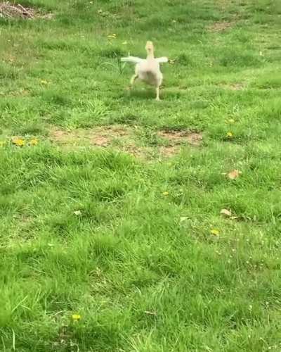 This adolescent duck can't contain his excitement when his favorite hooman comes home