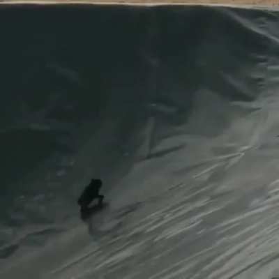 A dog in the dam