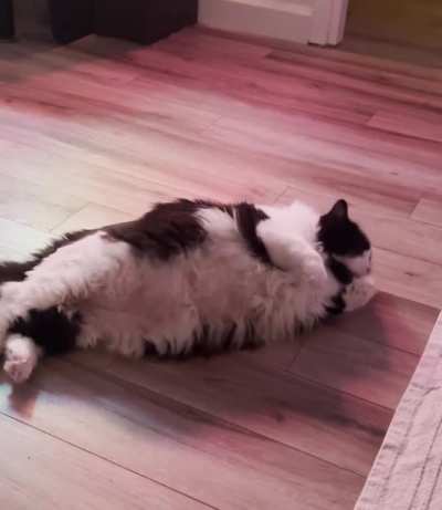 Marty is so chonky he can barely roll around