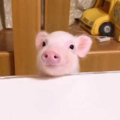 A very polite piglet. Why do we breed and slaughter other sentient beings?