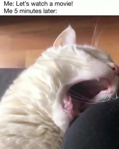 Meow irl
