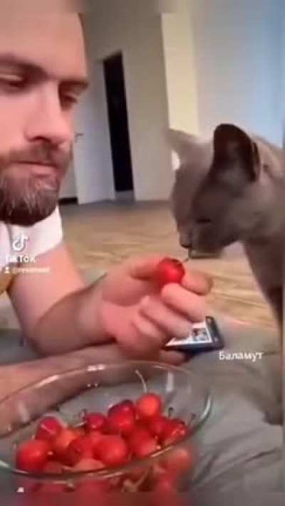 Feline labor forces